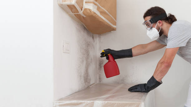 Professional Attic Mold Removal technician working in Nutley, NJ