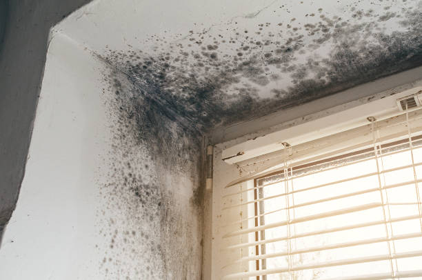 Trusted Crawl Space Mold Removal service in Nutley, NJ - Cheap Mold Removal