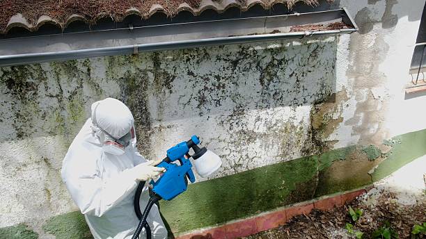 Trusted Attic Mold Removal service in Nutley, NJ - Cheap Mold Removal